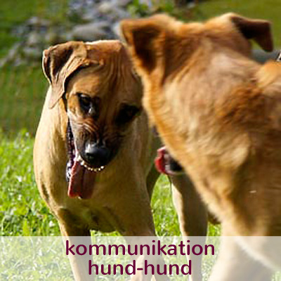 kommunikation hund-hund